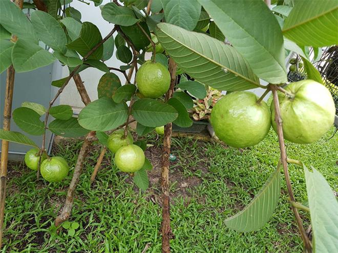 guava tree
